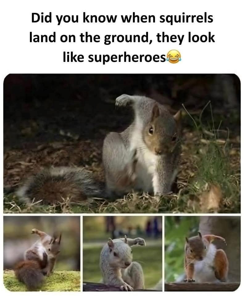 Did you know when squirrels land on the ground, they look like superheroes
