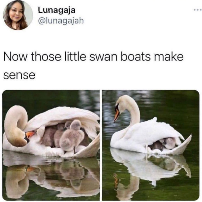 Lunagaja @lunagajah Now those little swan boats make sense