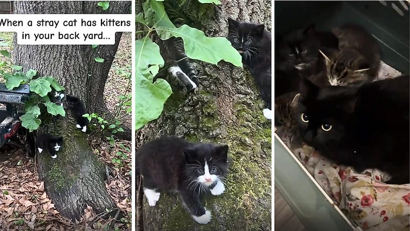 When a stray cat has kittens in your back yard...