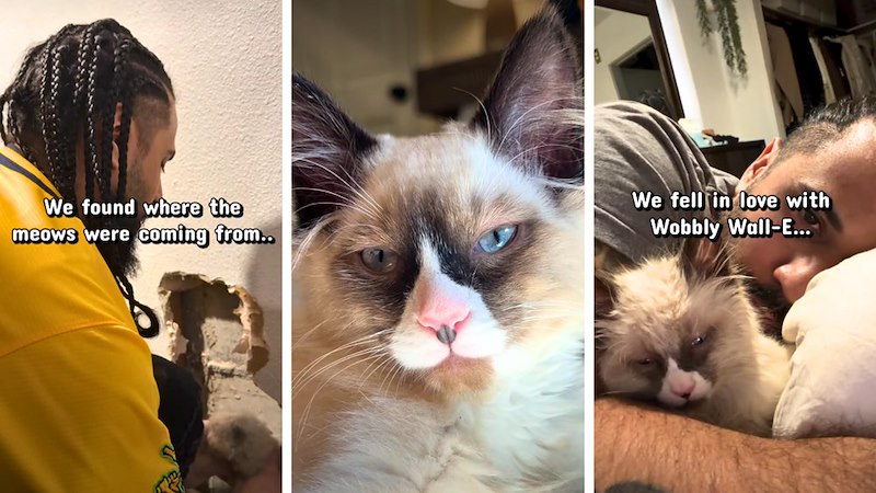We found where the meows were coming from.. We fell in love with Wobbly Wall-E...