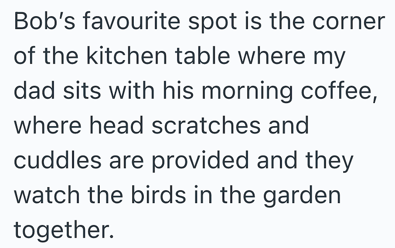 Bob's favourite spot is the corner of the kitchen table where my dad sits with his morning coffee, where head scratches and cuddles are provided and they watch the birds in the garden together.