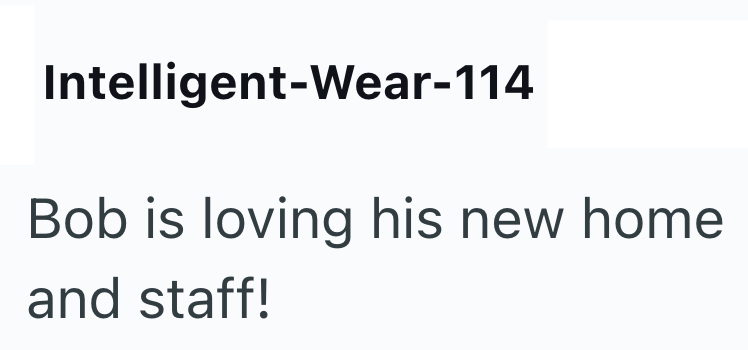 Intelligent-Wear-114 Bob is loving his new home and staff!