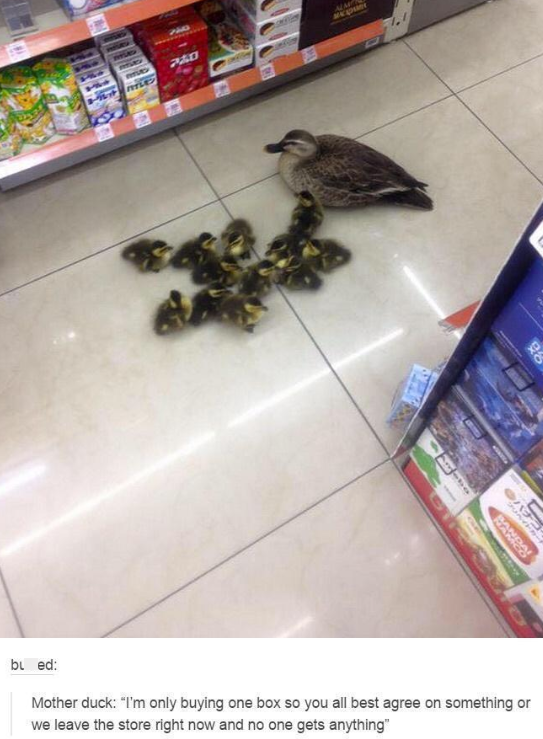 1954 アムロ FILE ALM MALAST H BAND bɩ ed: Mother duck: "I'm only buying one box so you all best agree on something or we leave the store right now and no one gets anything"