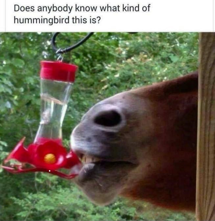 Does anybody know what kind of hummingbird this is?