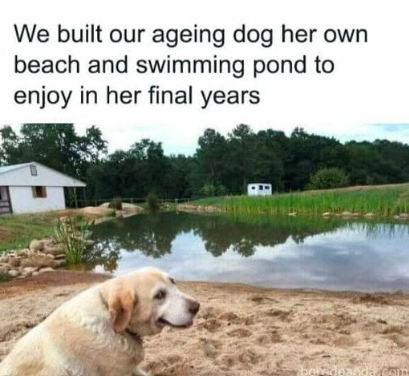 We built our ageing dog her own beach and swimming pond to enjoy in her final years aredeanda Com