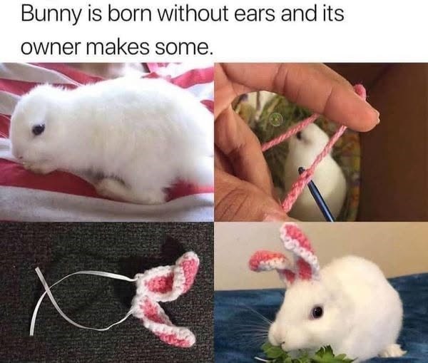 Bunny is born without ears and its owner makes some.
