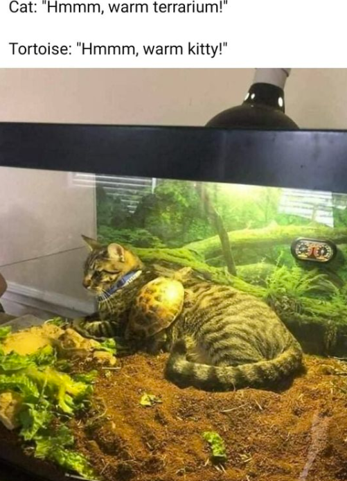 Cat: "Hmmm, warm terrarium!" Tortoise: "Hmmm, warm kitty!"