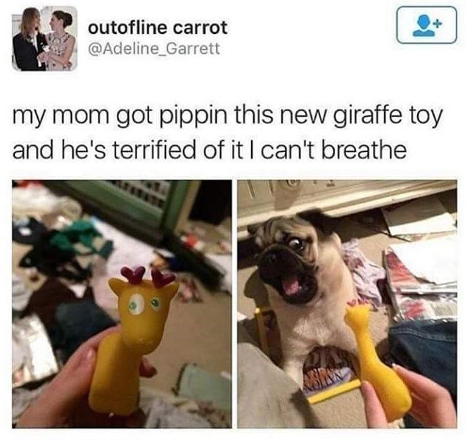outofline carrot @Adeline_Garrett my mom got pippin this new giraffe toy and he's terrified of it I can't breathe