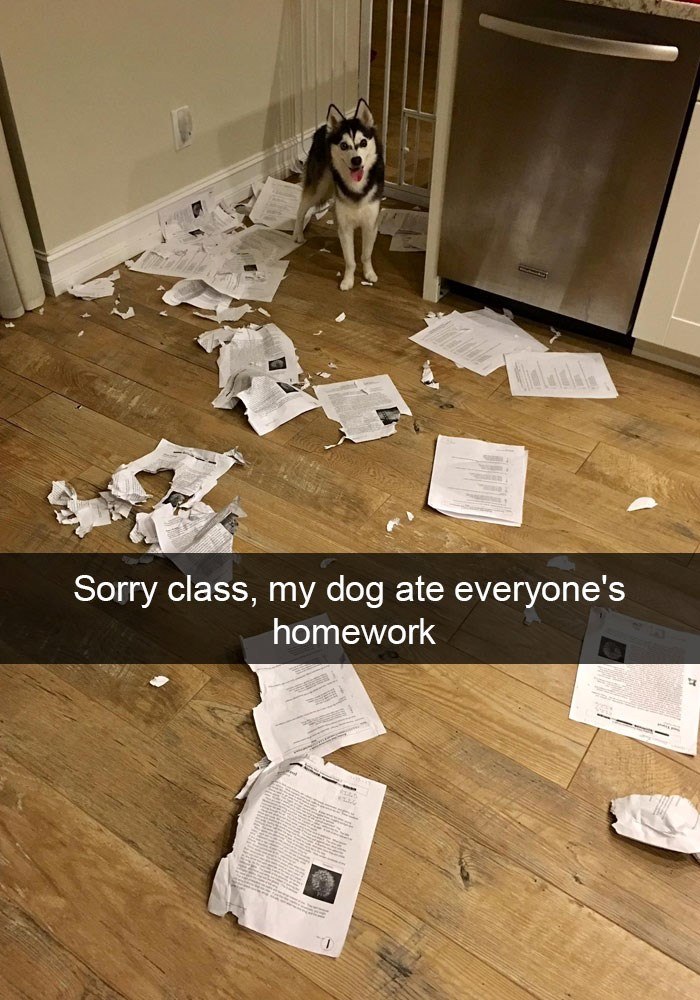 Sorry class, my dog ate everyone's homework -- - t