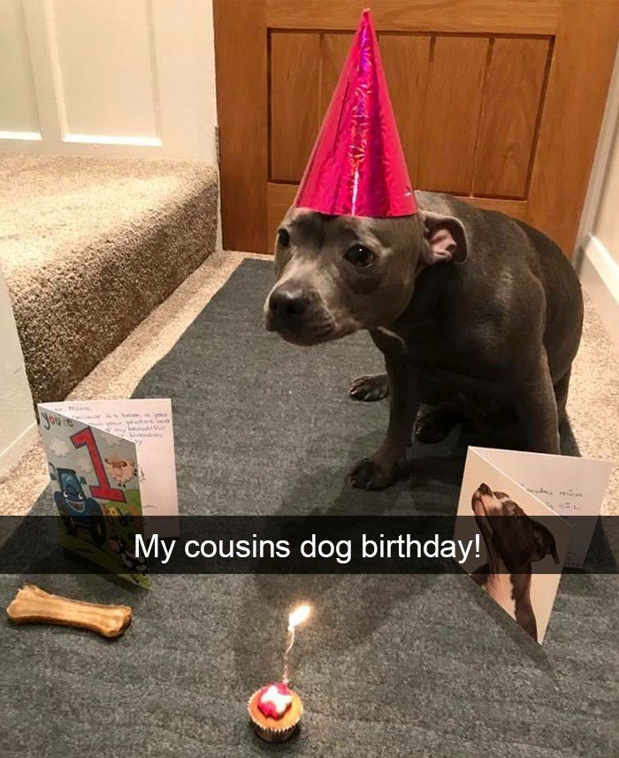 Youre My cousins dog birthday!