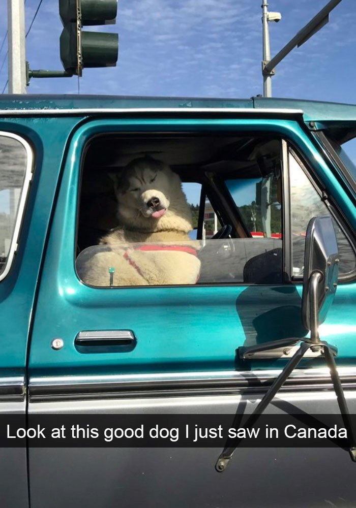 Look at this good dog I just saw in Canada