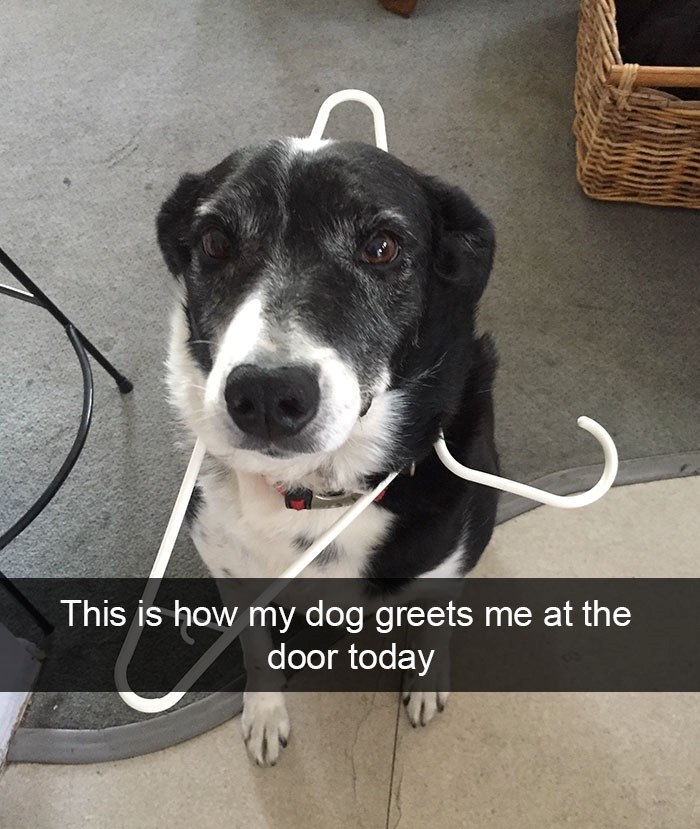 This is how my dog greets me at the door today
