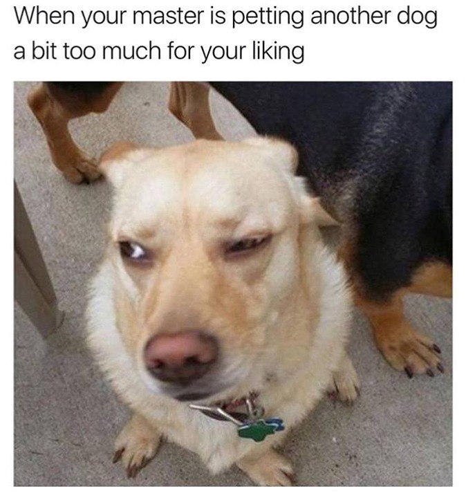 When your master is petting another dog a bit too much for your liking
