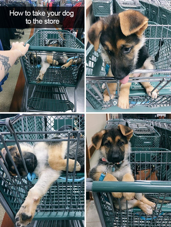 How to take your dog to the store OSURELY