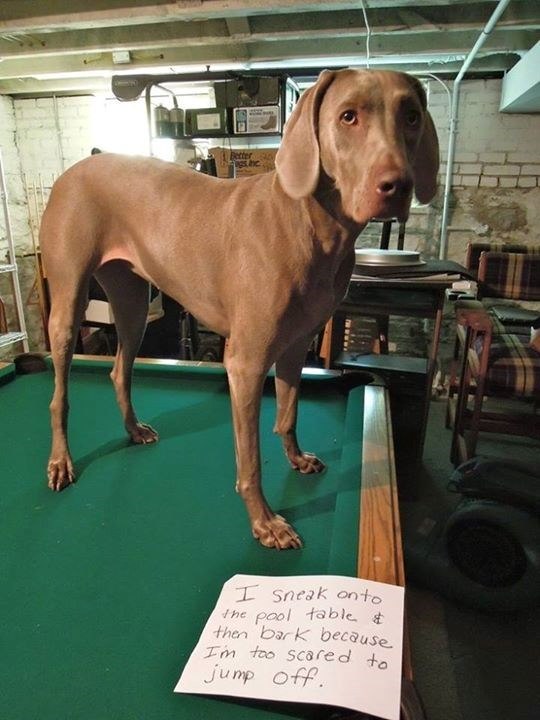 Better the I sneak onto pool table & then bark because I'm too scared to jump off.