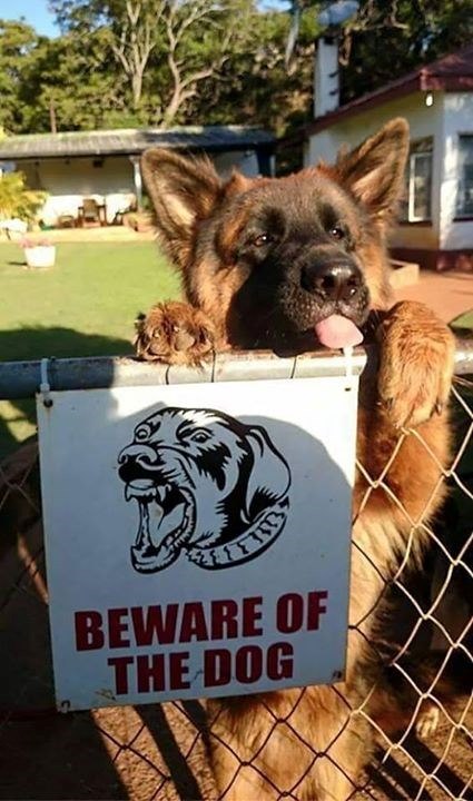 BEWARE OF THE DOG