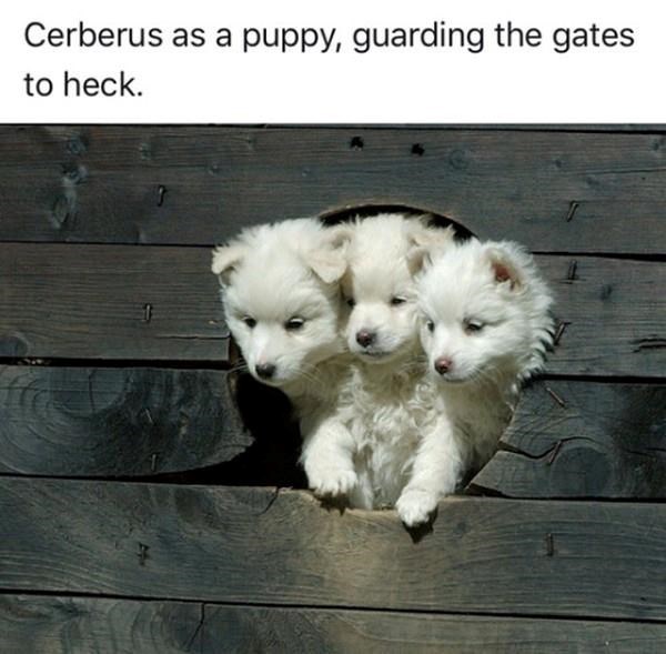 Cerberus as a puppy, guarding the gates to heck.
