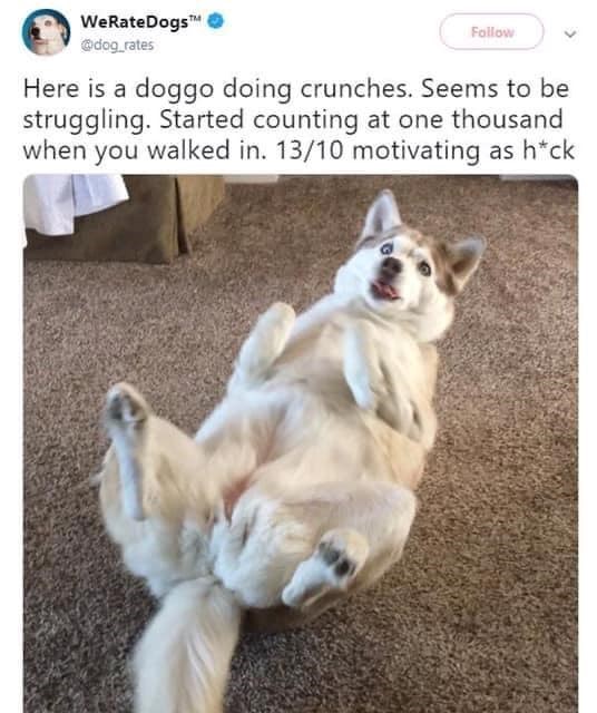 WeRateDogs™ @dog_rates Follow Here is a doggo doing crunches. Seems to be struggling. Started counting at one thousand when you walked in. 13/10 motivating as h*ck