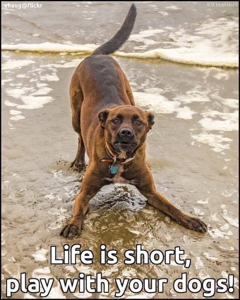 ehaug@flickr K9 Instinct Life is short, play with your dogs!