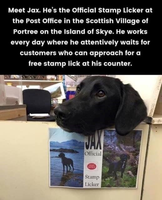 Meet Jax. He's the Official Stamp Licker at the Post Office in the Scottish Village of Portree on the Island of Skye. He works every day where he attentively waits for customers who can approach for a free stamp lick at his counter. Official Stamp Licker