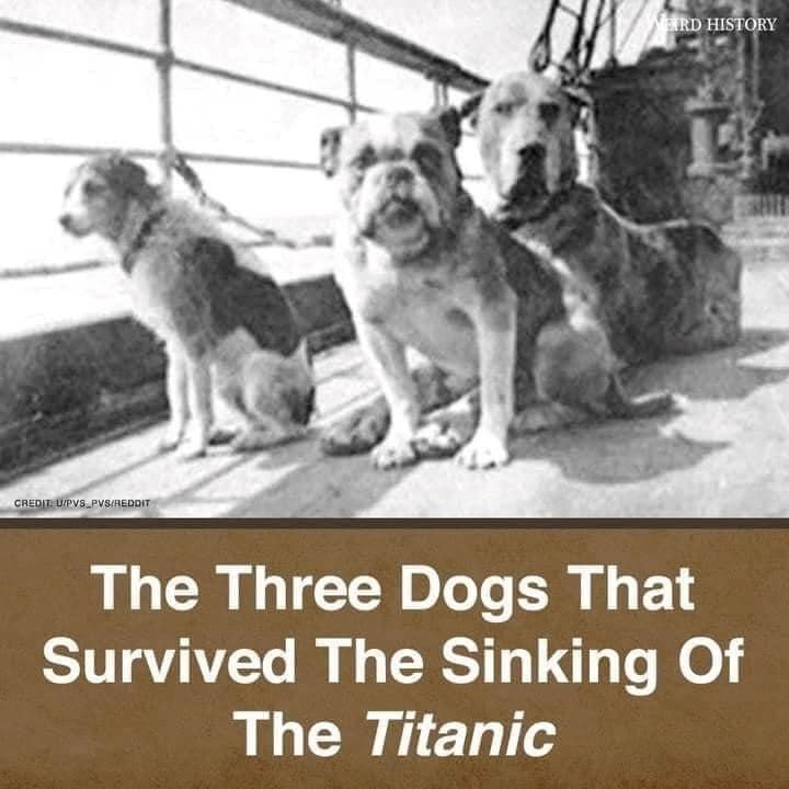 CREDIT: U/PVS PVS/REDDIT RD HISTORY The Three Dogs That Survived The Sinking Of The Titanic