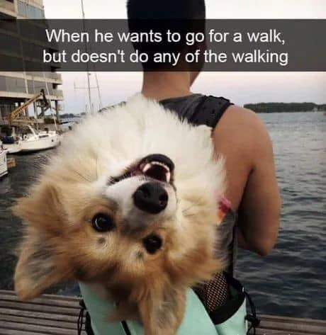 When he wants to go for a walk, but doesn't do any of the walking