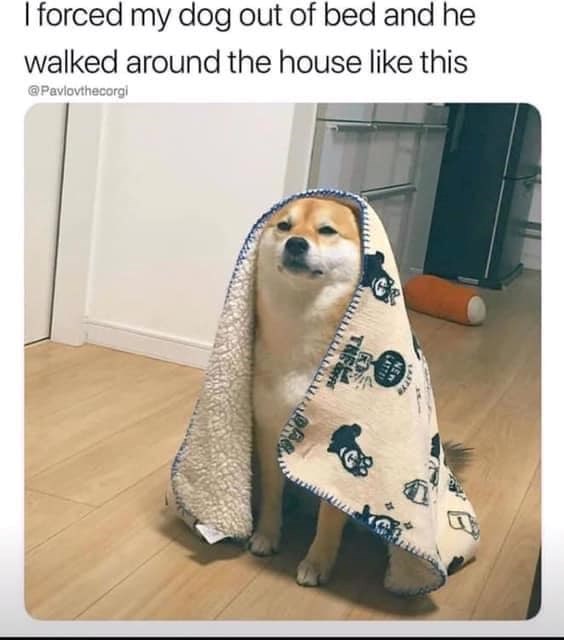 I forced my dog out of bed and he walked around the house like this @Pavlovthecorgi THE