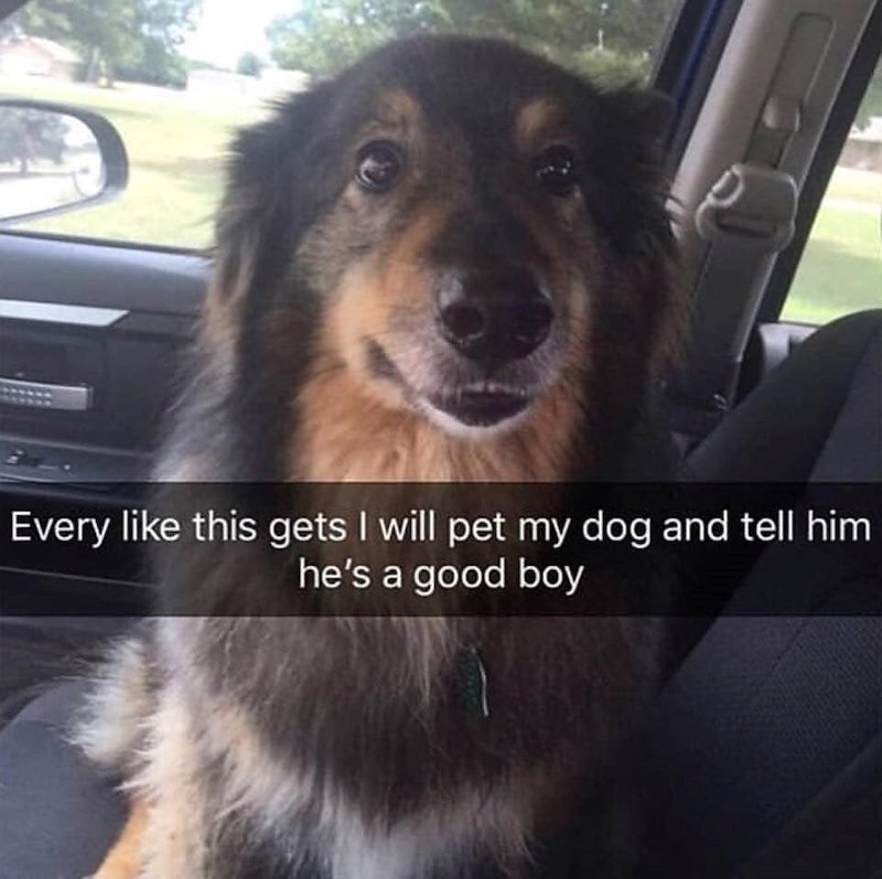 Every like this gets I will pet my dog and tell him he's a good boy