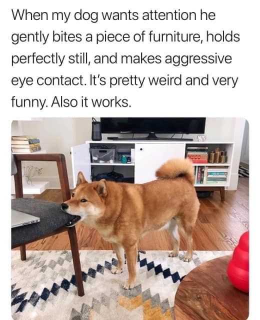 When my dog wants attention he gently bites a piece of furniture, holds perfectly still, and makes aggressive eye contact. It's pretty weird and very funny. Also it works.
