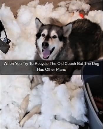 When You Try To Recycle The Old Couch But The Dog Has Other Plans