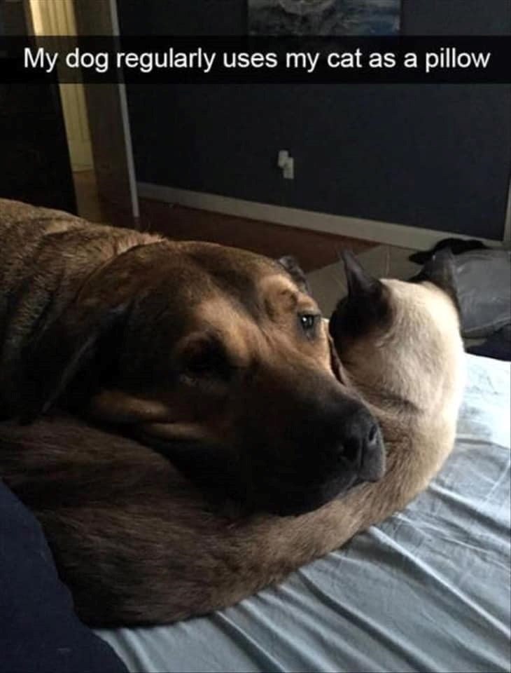 My dog regularly uses my cat as a pillow