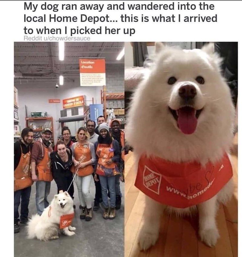 My dog ran away and wandered into the local Home Depot... this is what I arrived to when I picked her up Reddit u/chowdersauce Location d'ourits ROME DEPOT be homede www.