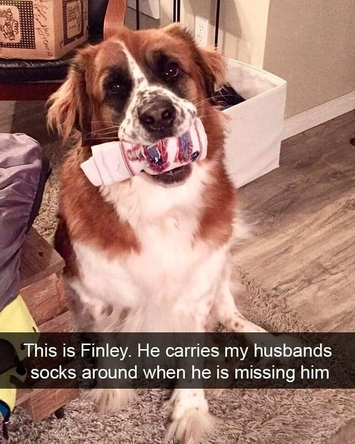 This is Finley. He carries my husbands socks around when he is missing him