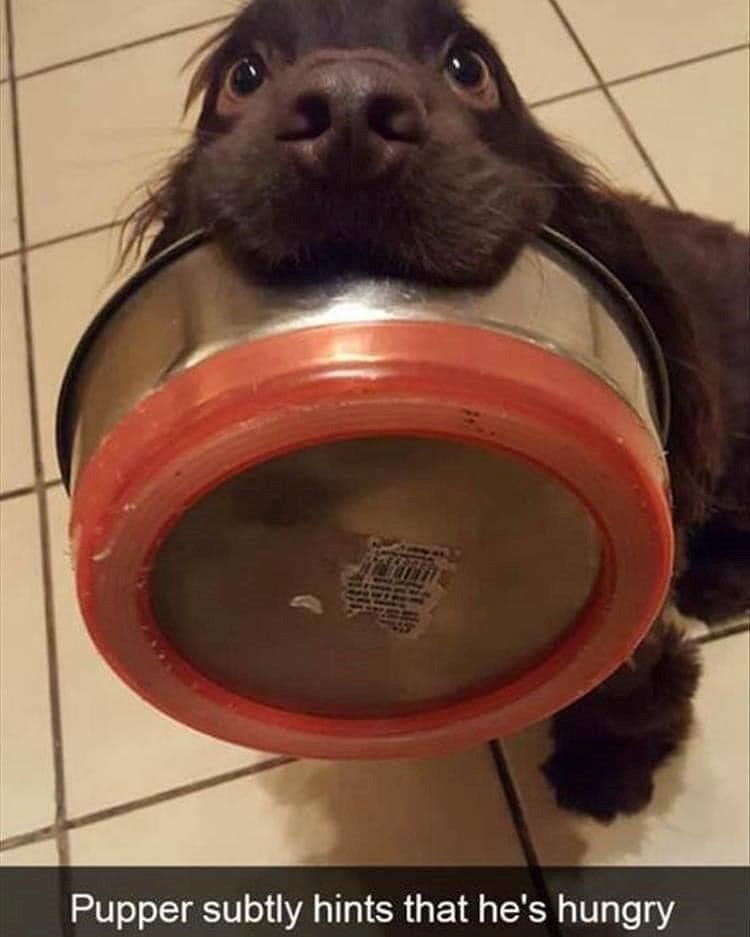 Pupper subtly hints that he's hungry