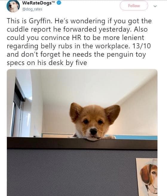 WeRateDogs™ @dog_rates Follow This is Gryffin. He's wondering if you got the cuddle report he forwarded yesterday. Also could you convince HR to be more lenient regarding belly rubs in the workplace. 13/10 and don't forget he needs the penguin toy specs on his desk by five