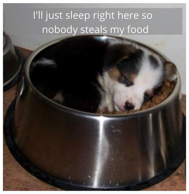 I'll just sleep right here so nobody steals my food
