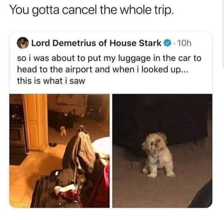 You gotta cancel the whole trip. O Lord Demetrius of House Stark 10h so i was about to put my luggage in the car to head to the airport and when i looked up... this is what i saw