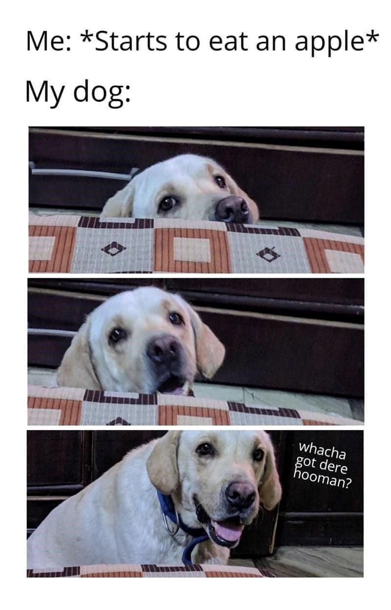 Me: *Starts to eat an apple* My dog: whacha got dere hooman?