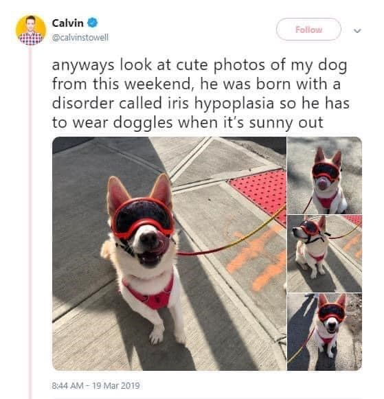 Calvin @calvinstowell Follow anyways look at cute photos of my dog from this weekend, he was born with a disorder called iris hypoplasia so he has to wear doggles when it's sunny out 8:44 AM-19 Mar 2019