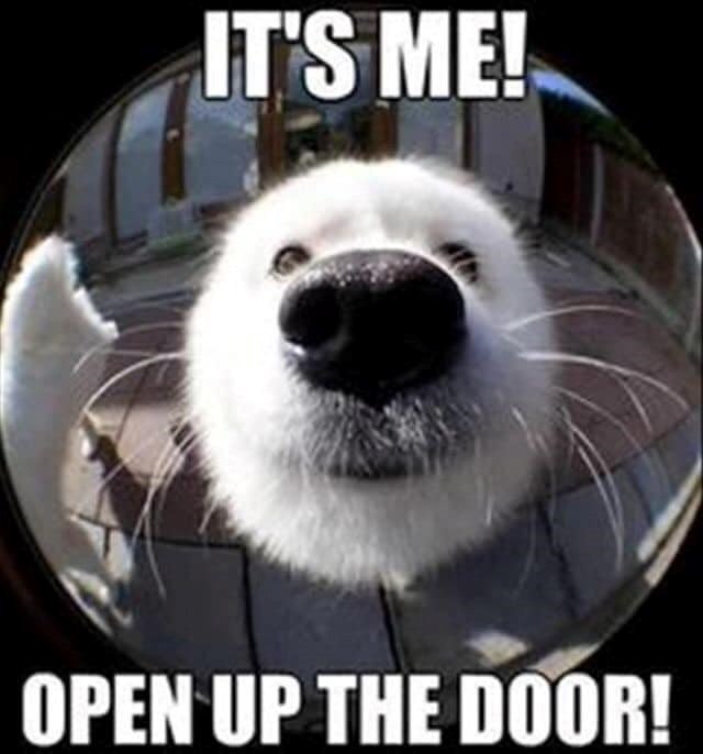 IT'S ME! OPEN UP THE DOOR!