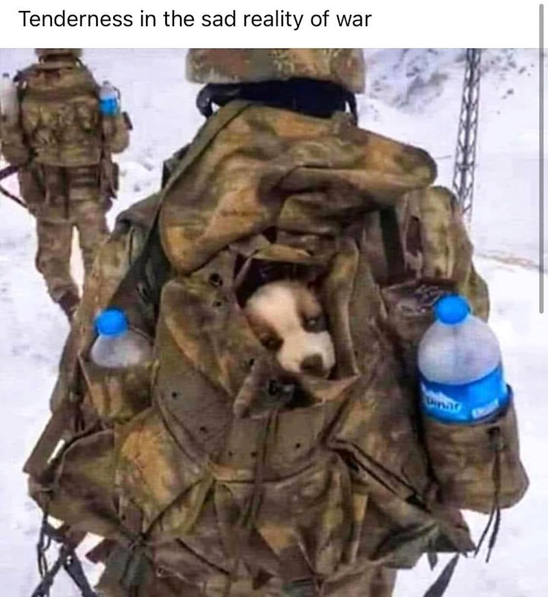 Tenderness in the sad reality of war Dinar