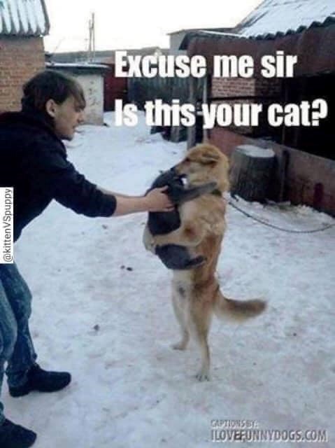 @kittenVSpuppy Excuse me sir Is this your cat? CAPTIONS BY ILOVEFUNNYDOGS.COM