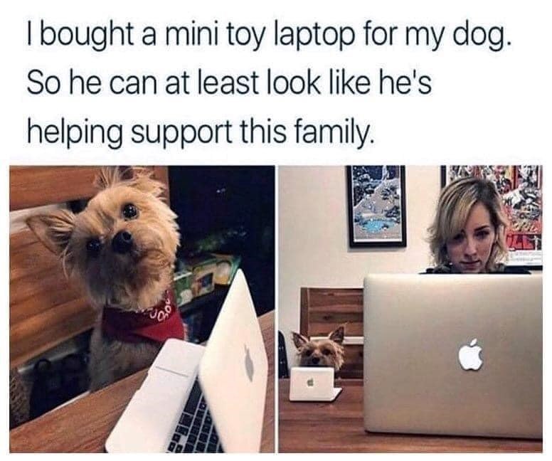 I bought a mini toy laptop for my dog. So he can at least look like he's helping support this family. 20