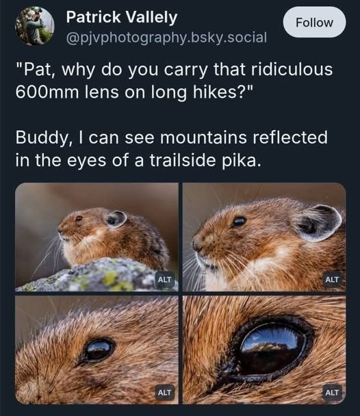 Patrick Vallely @pjvphotography.bsky.social Follow "Pat, why do you carry that ridiculous 600mm lens on long hikes?" Buddy, I can see mountains reflected in the eyes of a trailside pika. ALT ALT ALT ALT