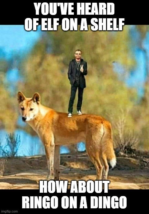 YOU'VE HEARD OF ELF ON A SHELF imgflip.com HOW ABOUT RINGO ON A DINGO