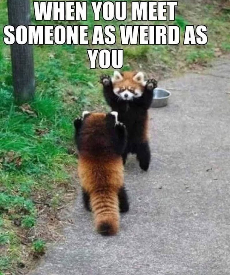 WHEN YOU MEET SOMEONE AS WEIRD AS YOU