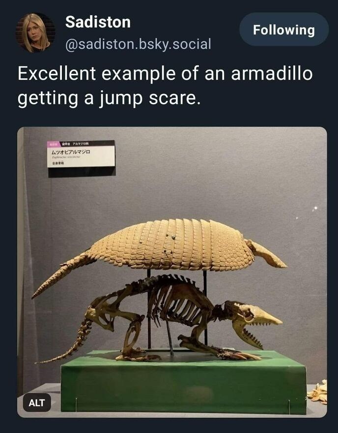 Sadiston Following @sadiston.bsky.social Excellent example of an armadillo getting a jump scare. ALT アルマジロ ムツオビアルマジロ prace ON