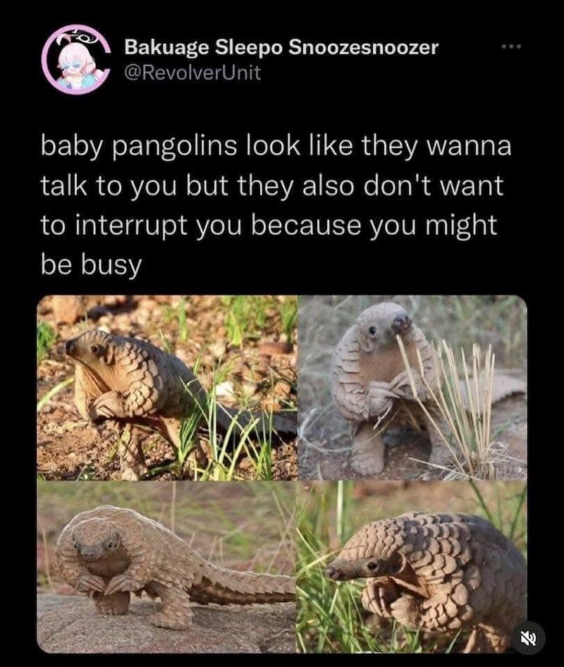 Bakuage Sleepo Snoozesnoozer @RevolverUnit baby pangolins look like they wanna talk to you but they also don't want to interrupt you because you might be busy E