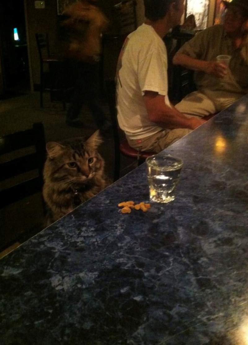 Cheezburger Image 10672695552