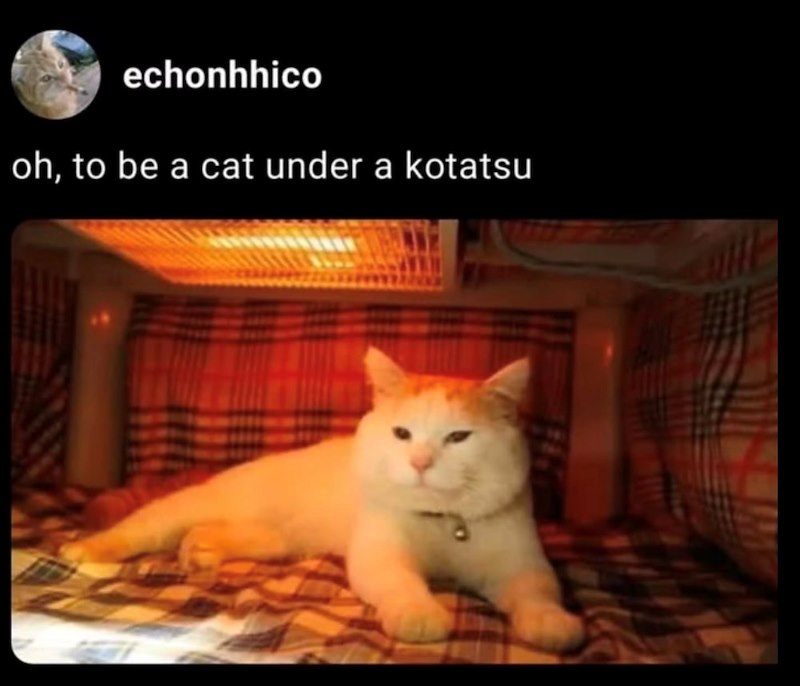 echonhhico oh, to be a cat under a kotatsu